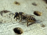 Megachile ericetorum 9, Lathyrusbij, female, Saxifraga-Pieter van Breugel