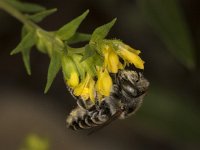 Megachile pilidens 1, female specialised on Odontites viscosus, Saxifraga-Paul-Westrich