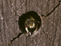 Megachile willughbiella 13, Grote bladsnijder, male, Saxifraga-Pieter van Breugel