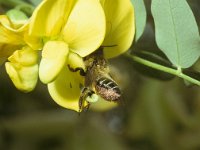 Megachile willughbiella 2, Grote bladsnijder, female, Saxifraga-Pieter van Breugel