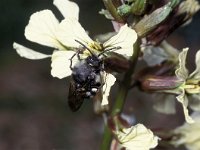 Melecta luctuosa 1, Witte rouwbij, Saxifraga-Pieter van Breugel