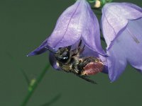 Melitta haemorrhoidalis 1, Klokjesdikpoot, female, Saxifraga-Frits Bink