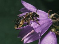 Melitta haemorrhoidalis 2, Klokjesdikpoot, Saxifraga-Pieter van Breugel