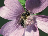 Melitta haemorrhoidalis 3, Klokjesdikpoot, male, Saxifraga-Frits Bink