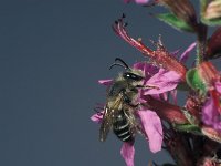 Melitta nigricans 3, Kattenstaartdikpootbij, male, Saxifraga-Frits Bink