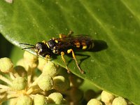 Mellinus arvensis 12, Gewone Vliegendoder, Saxifraga-Peter Meininger