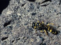 Mellinus arvensis 4, Gewone vliegendoder, Saxifraga-Frits Bink