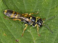 Mellinus arvensis 02 #08906 : Mellinus arvensis, Gewone vliegendoder, female