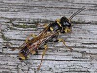 Mellinus arvensis 01 #04142 : Mellinus arvensis, Gewone vliegendoder