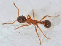 Myrmica ruginodis