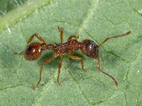 Myrmica ruginodis 2, Bossteekmier, Saxifraga-Ab H Baas