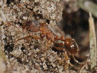 Myrmica rubra 1, Gewone steekmier, Saxifraga-Ab H Baas