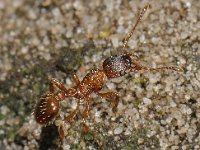 Myrmica rubra 2, Gewone steekmier, Saxifraga-Ab H Baas