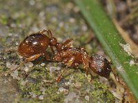 Myrmica rubra 4, Gewone steekmier, Saxifraga-Ab H Baas