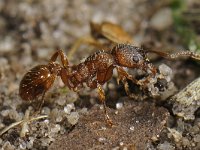 Myrmica rubra 5, Gewone steekmier, Saxifraga-Ab H Baas