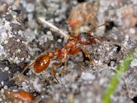 Myrmica rubra 6, Gewone steekmier, Saxifraga-Ab H Baas