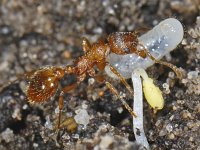 Myrmica rubra #07164 : Myrmica rubra, European fire ant, Gewone steekmier