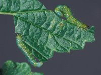 Nematus ribesii, Gooseberry Sawfly