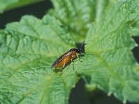 Nematus ribesii 2, Bessenbladwesp, Saxifraga-Frits Bink