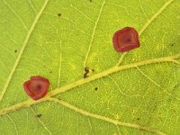 Neuroterus albipes, Smooth Spangle Gall Wasp