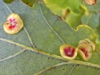 Neuroterus albipes 3, Plaatjesgalwesp, Saxifraga-Ab H Baas