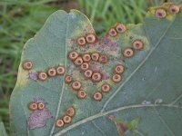 Neuroterus numismalis 2, Satijnen knoopjesgalwesp, Saxifraga-Ab H Baas