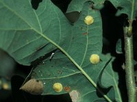 Neuroterus quercusbaccarum, gall, Common Spangle Gall