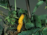 Neurotoma saltuum, Social pear sawfly