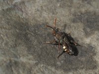 Nomada alboguttata 1, Bleekvlekwespbij, Saxifraga-Frits Bink