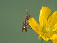 Nomada alboguttata 2, Bleekvlekwespbij, Saxifraga-Frits Bink