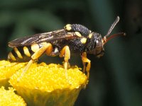 Nomada flavopicta 2, Zwartsprietwespbij, Saxifraga-Pieter van Breugel