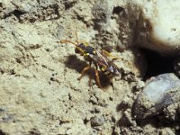 Nomada fucata 1, Kortsprietwespbij, Saxifraga-Pieter van Breugel