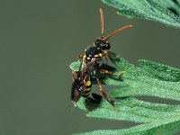 Nomada fulvicornis 1, Roodsprietwespbij, Saxifraga-Frits Bink