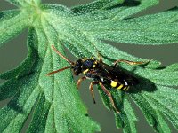 Nomada fulvicornis 2, Roodsprietwespbij, Saxifraga-Frits Bink