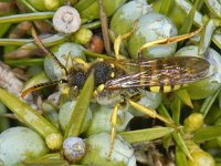 Nomada goodeniana 2, Smalbandwespbij, male, Saxifraga-Ab H Baas