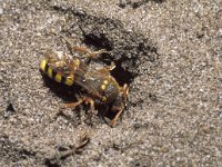 Nomada lathburiana 1, Roodharige wespbij, female, Saxifraga-Pieter van Breugel