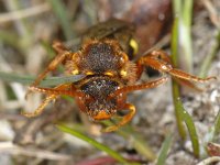 Nomada lathburiana S01 #06182 : Nomada lathburiana: Roodharige wespbij, Cuckoo bee