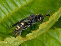 Nysson trimaculatus 1, Saxifraga-Ab H Baas