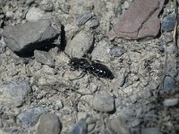 Osmia adunca 1, Slangenkruidbij, Saxifraga-Frits Bink