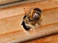 Osmia bicornis 2, Rosse Metselbij, Saxifraga-Ab H Baas