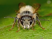 Osmia bicornis 3, Rosse metselbij, Saxifraga-Ab H Baas