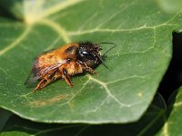 Osmia bicornis 6, Rosse metselbij, Saxifraga-Hans Dekker