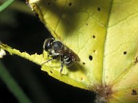 Osmia caerulescens 1, Blauwe metselbij, Saxifraga-Pieter van Breugel