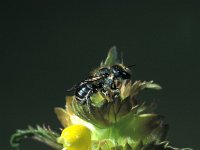 Osmia caerulescens 2, Blauwe metselbij, female, Saxifraga-Frits Bink