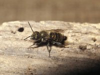 Osmia caerulescens 6, Blauwe metselbij, male, Saxifraga-Pieter van Breugel