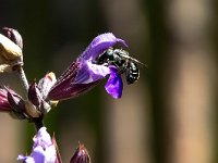 Osmia caerulescens 7, Blauwe metselbij, Saxifraga-Bart Vastenhouw