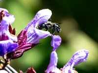 Osmia caerulescens 8, Blauwe metselbij, Saxifraga-Bart Vastenhouw