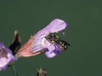 Osmia claviventris 2, Geelgespoorde houtmetselbij, Saxifraga-Frits Bink