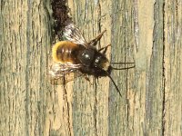 Osmia cornuta 2, Gehoornde metselbij, Saxifraga-Mark Zekhuis