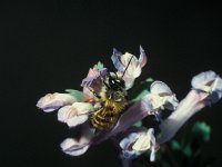 Osmia rufa 11, Rosse metselbij, male, Saxifraga-Frits Bink